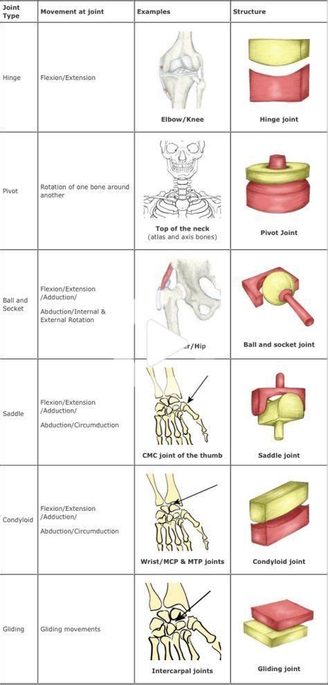 Joints Infogram Charts And Infographics Basic Anatomy And
