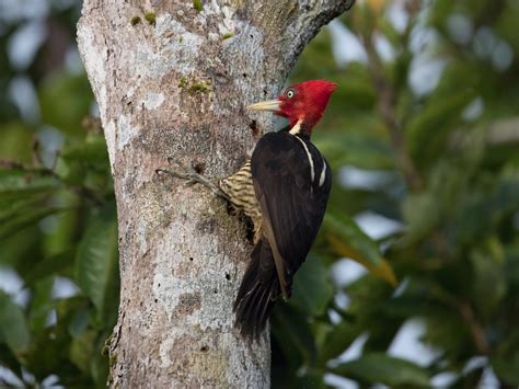 Woodpeckers In Florida 10 Species That You May Spot Wild Bird Scoop