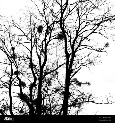 Winter Tree Branches Silhouette High Resolution Stock Photography And