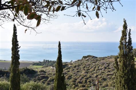 Mediterranean Sea Horizon View With Arborvitae Stock Image Image Of