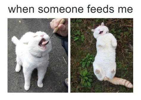 19 Super Relatable Cat Memes Cutesypooh Memes Humor Funny Animal