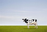 A Holstein Dairy cow stands in a pasture with spots in the shape of a ...