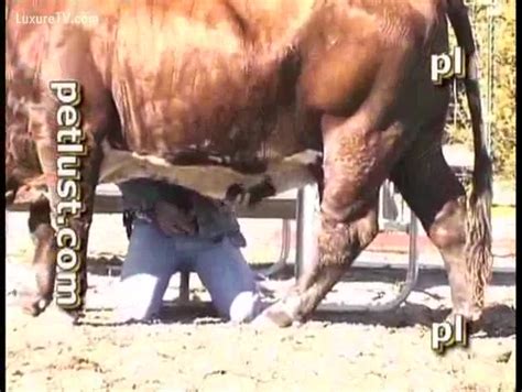 A Cowboy Copulates His Cow In The Sun