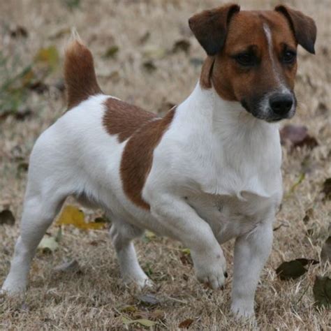 25 Cutest Short Legged Jack Russell Terriers The Paws