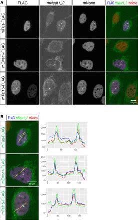 Species Specific Formation Of Paraspeckles In Intestinal Epithelium