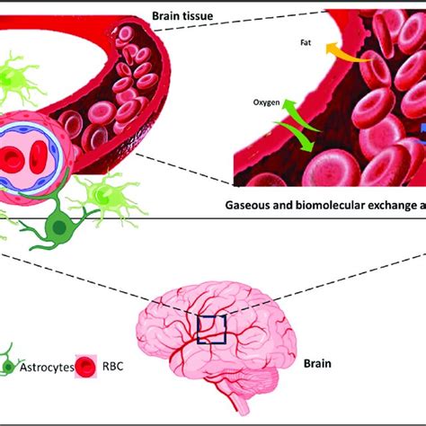 Overview Of Blood Brain Barrier And Biomolecular Exchange Overview Of