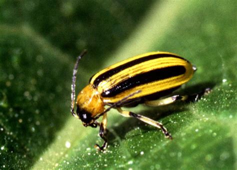 How To Control Cucumber Beetles Organically Dengarden