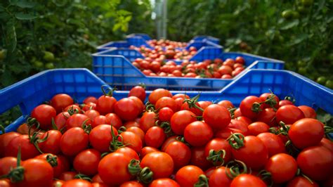 Us Moves Toward Agreement On Mexican Tomatoes