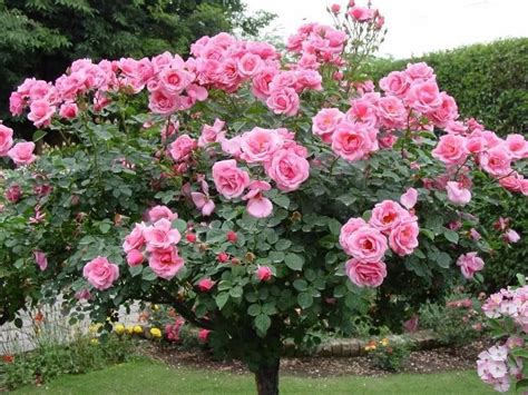 Rosa Pink Rose Sementes Flor Para Mudas R 999 Em Mercado Livre