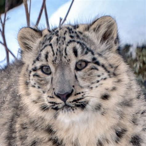 Arctic Leopard Youtube