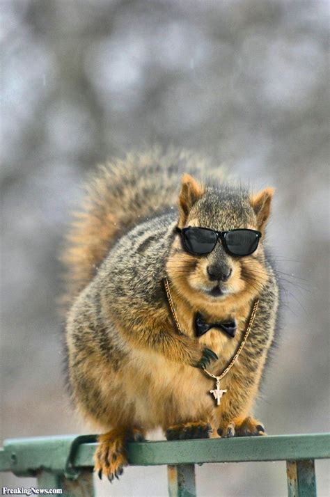 We'll show you ever hairstyle, color and pop, cool, stylish. Cool Reverand Squirrel | Sebra Humor | Pinterest | Squirrel