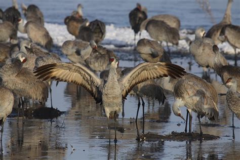 See Thousands Of Majestic Sandhill Cranes At The Tennessee Sandhill