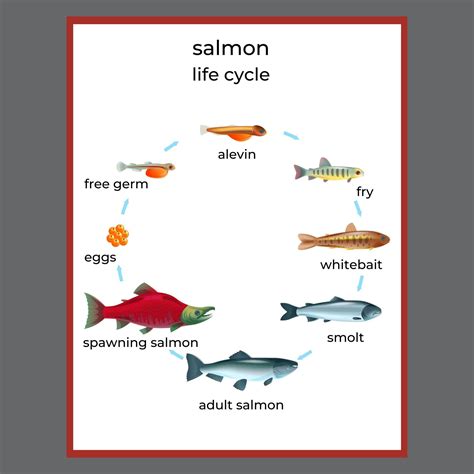 Salmon Life Cycle Matching Game Preschool Busy Book Homeschool Toddler