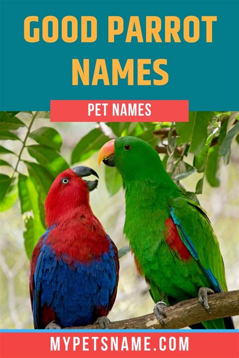 Good Parrot Names Pet Names Cute Names Birds Name List