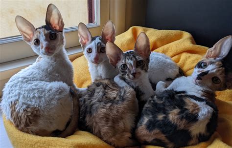 Welcome Cornish Rex Friends