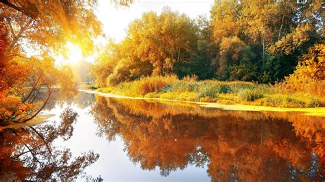 River Between Yellow Green Leafed Trees Covered Forest With Reflection