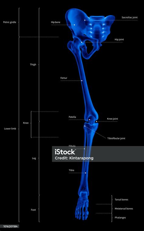 Infographic Diagram Of Human Skeleton Lower Limb Anatomy Bone System Or