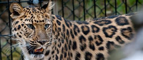 Fort Wayne Childrens Zoo Amur Leopard