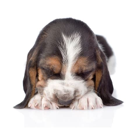 Sleeping Basset Hound Puppy Lying In Front Isolated On White Stock