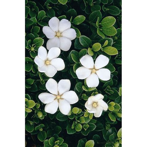 Monrovia White Gem Gardenia Flowering Shrub In Pot With Soil In The