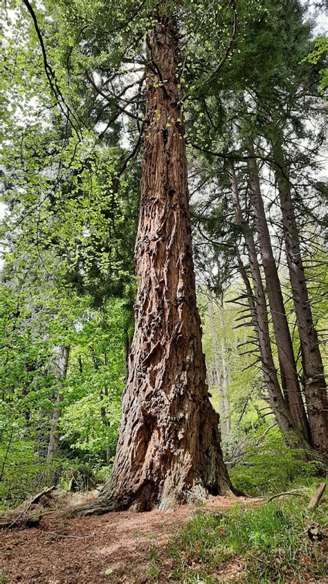 Sequoia Sempervirens Trees And Shrubs Online