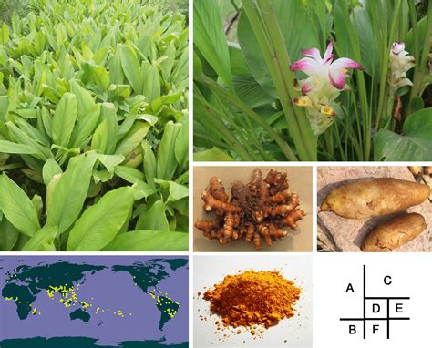 Frontiers A Chromosome Scale Genome Assembly Of Turmeric Provides