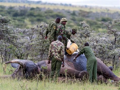 Convicted Wildlife Poachers In Kenya Will Now Face The Death Penalty