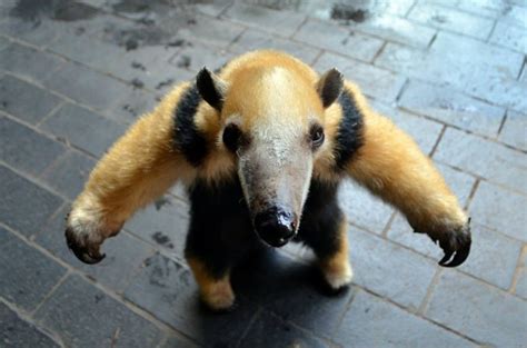 Cute Baby Anteaters