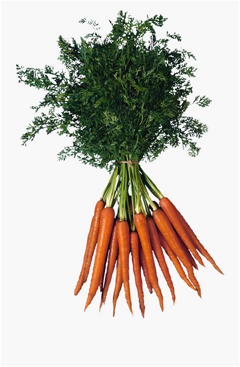 Carrot Clipart Bunch Carrot Carrot Bunch Carrot