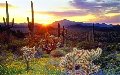 Cactus Landscapes Sunset 1920 X 1200