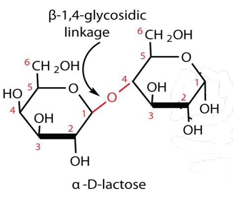 The Linkage Between The Two Monosaccharide Units In Lactose Is A C₁
