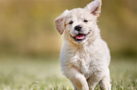 Hunde Streichwurst Tube Belohnung Wanda Tiernahrung