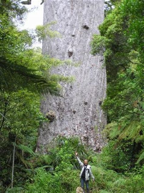 Tane Mahuta GOD OF THE FOREST The Largest Kauri Tree In New Zealand