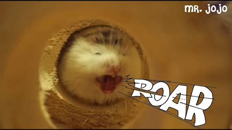 Cute Sleepy Baby Roborovski Hamster Yawning Youtube