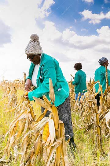 Commercial Maize Farming In Africa Editorial Image Image Of Combine