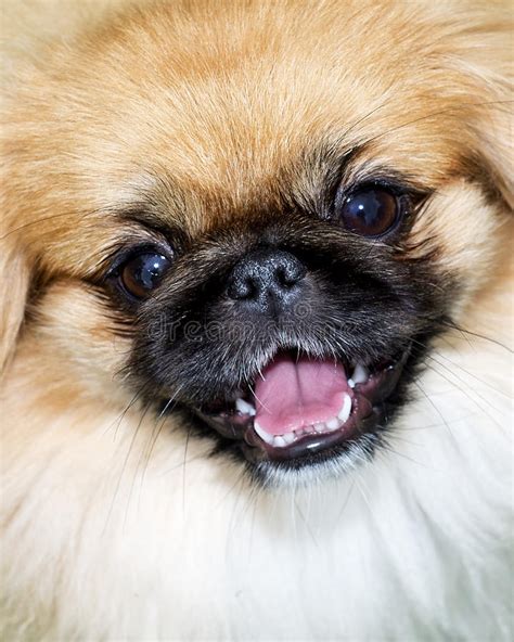 Pekingese Dog Face Stock Photo Image Of Beauty Looking 55005450