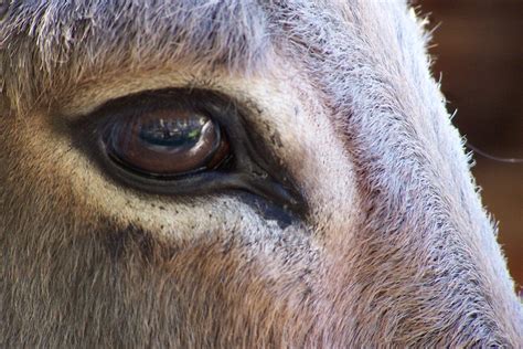 Blepharoplasty In Horses Procedure Efficacy Recovery Prevention Cost