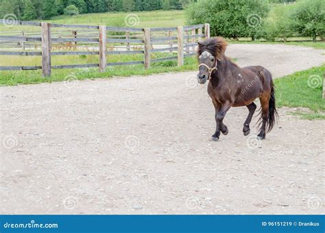 A Beautiful Playful Pony Brown Horse Walks Around The Farm Stock Image