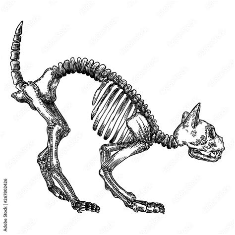 Cat Skeleton Drawing