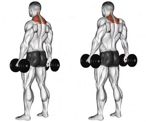 13 Best Dumbbell Trap Exercises For Building A Bigger Back And Shoulders