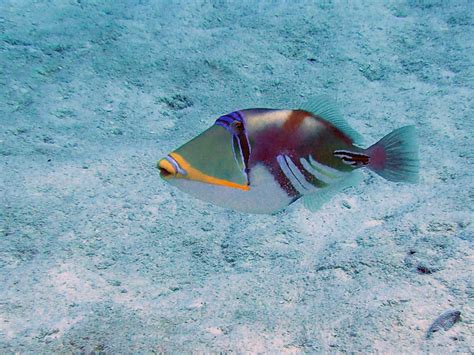 Triggerfish Pacasso Bora Bora Tahiti360 715 234 2174 Fish Pet Under