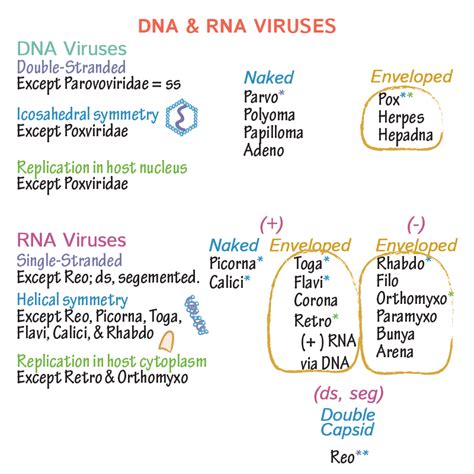 Immunologymicrobiology Glossary Viruses Dna And Rna Draw It To Know It