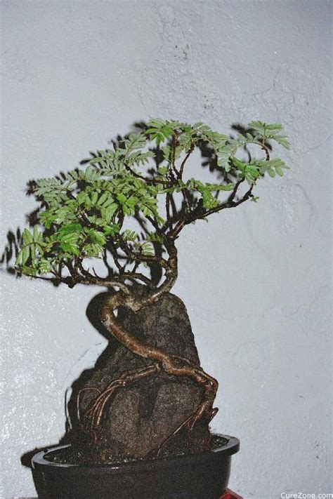 The idea of deriving beauty from simplicity is prized, and the way to appreciate bonsai is to first look at it and gain an overall impression, and then to lower your line of sight to the same level as the art piece. Bonsai, Traditional Japanese Art On CureZone Image Gallery