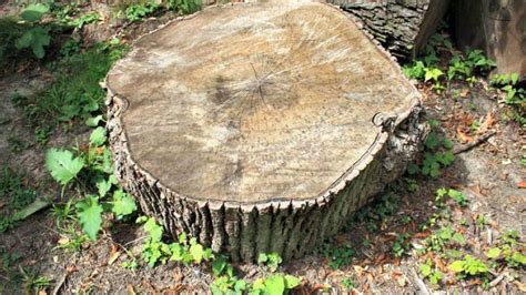 6 Reasons Why You Should Remove That Tree Stump Angies List