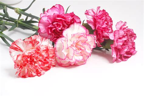 Carnation Flowers The Birth Flower For January Kremp Florist Blog