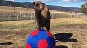 CAMELS PLAYING SOCCER - YouTube
