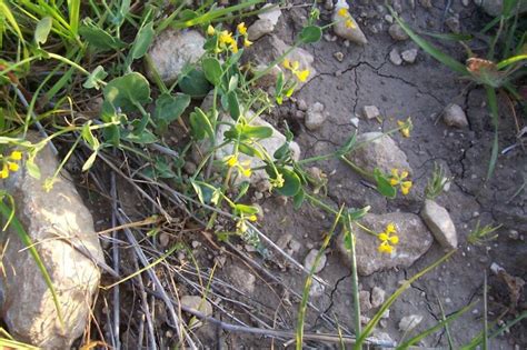 Coronilla Scorpioides Yellow False Crown Vetch Go Botany