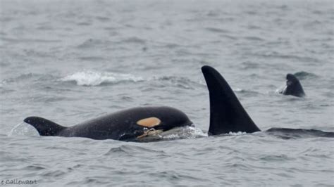 Orca Baby Boom 8 Calves Born To Endangered Orcas In 2015 Cbc News