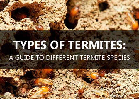 Types Of Termites A Guide To Different Termite Species Pestsguide