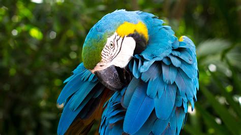 It is a member of the large group of neotropical parrots known as macaws. Blue and yellow Macaw Wallpapers | HD Wallpapers | ID #21267